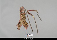 藏品(中國湖北皮影戲偶身-旦)的圖片